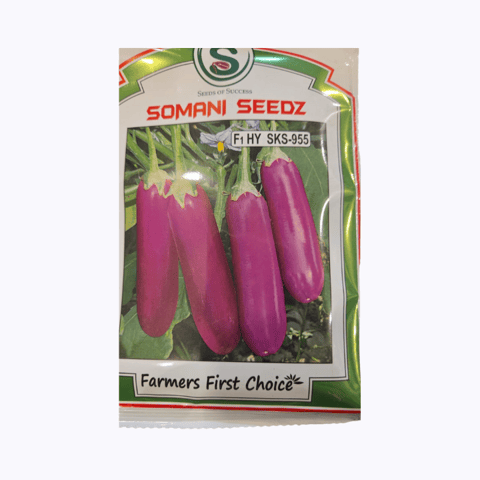 Somani SKS 955 F1 Hybrid Brinjal Seed