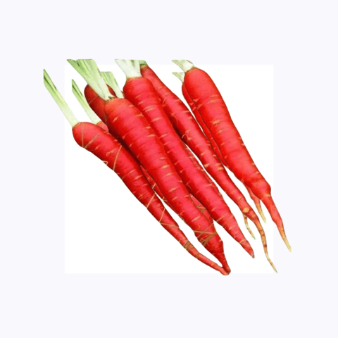 एक्सेलर मोहिनी लाल गाजर बीज