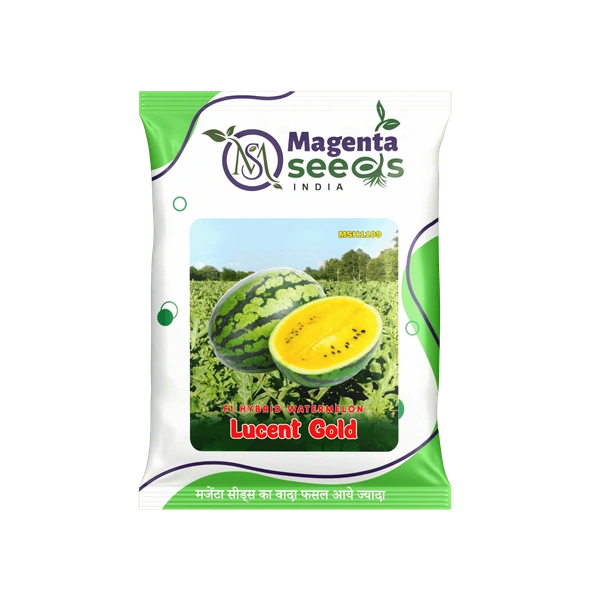 Lucent Gold Hybrid Watermelon** – हरा धारीदार, ओवल-राउंड आकार वाला पीले गूदे वाला हाई यील्ड वैरायटी तर्बूज