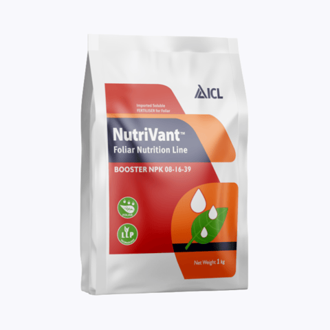 ICL Nutrivant Booster 08-16-39 Fertilizer