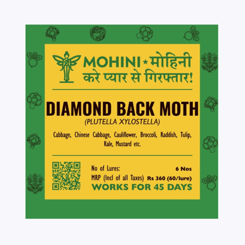 Mohini – Diamondback Moth Lure (Plutella xylostella)