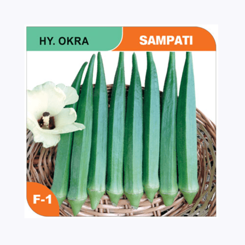 Okra Sampati 318 Bhindi seeds