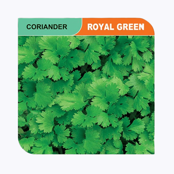 Coriander Royal Green seeds