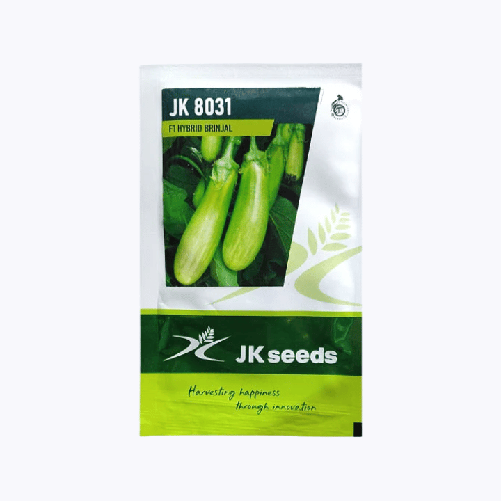JK 8031 Brinjal Seeds