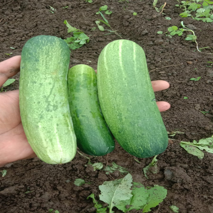 Sagar Kavya F1 Cucumber – thumb