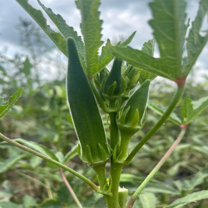Sagar Ridhima Okra (Bhindi) Seeds – thumb