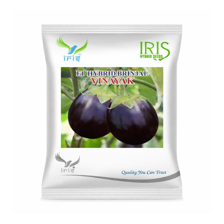 Iris Vinayak Brinjal Seeds