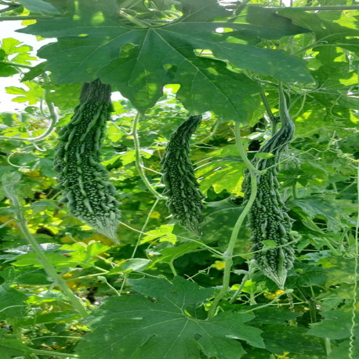 Sagar Sakshi Bitter Gourd Seeds – thumb