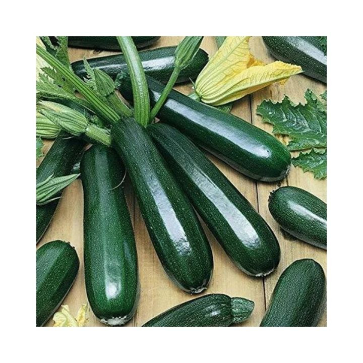 Agri Bazar Hybrid Zucchini Seeds – thumb