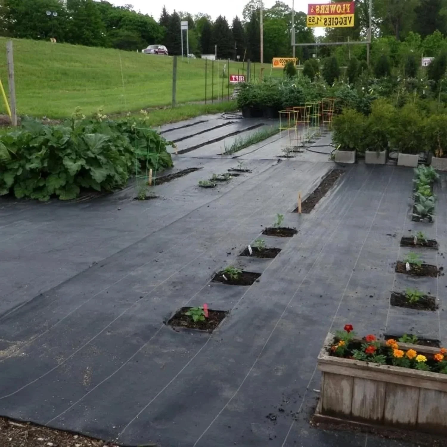 Singhal Premium Garden Weed Control Barrier Sheet Mat 110 GSM Heavy-Duty Landscape Fabric (Black) – thumb