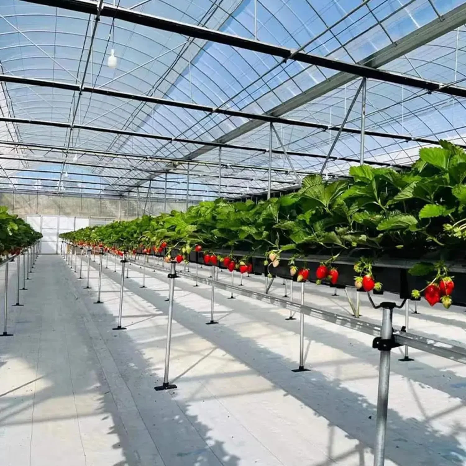 Singhal Weed Control Mat – 90 GSM White Landscape Fabric (4.2m x 20m) – thumb