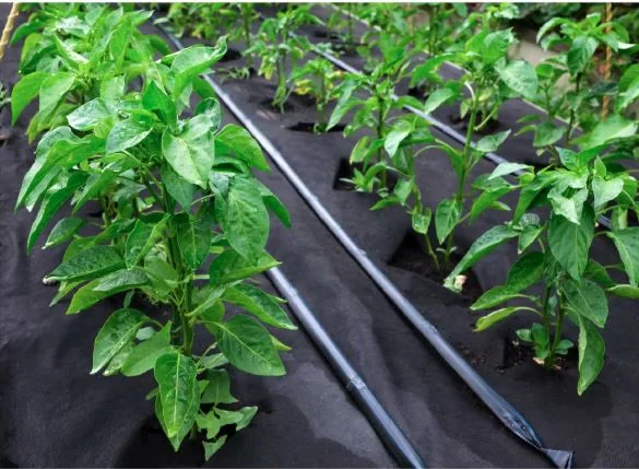 Singhal Weed Control Barrier Sheet – 100 GSM Landscape Fabric (0.60m x 10m) – thumb