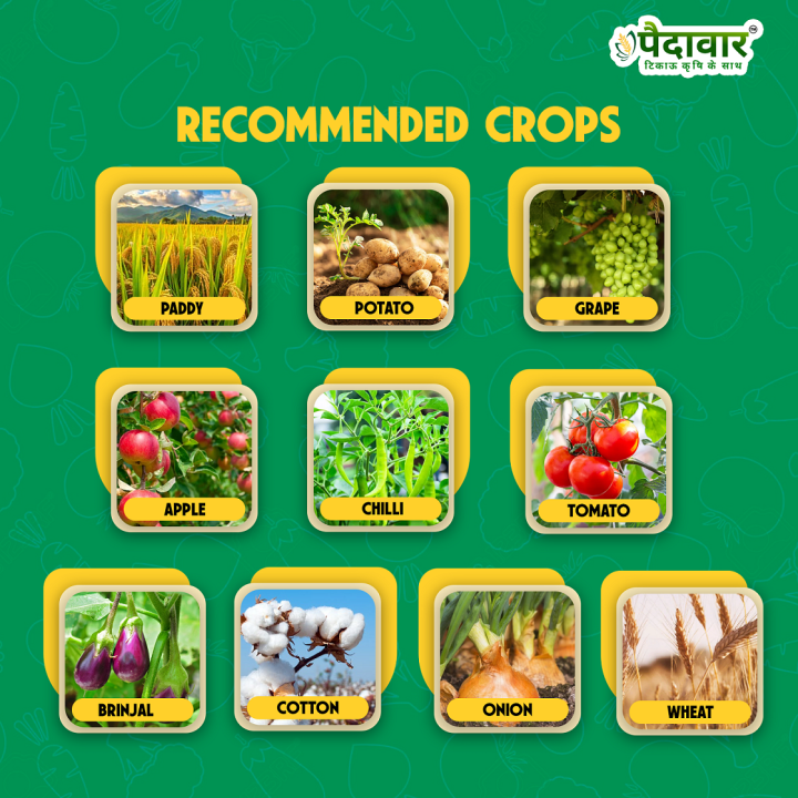 Paidavaar Azo-Teb Azoxystrobin 11% + Tebuconazole 18.3% SC Fungicide – thumb