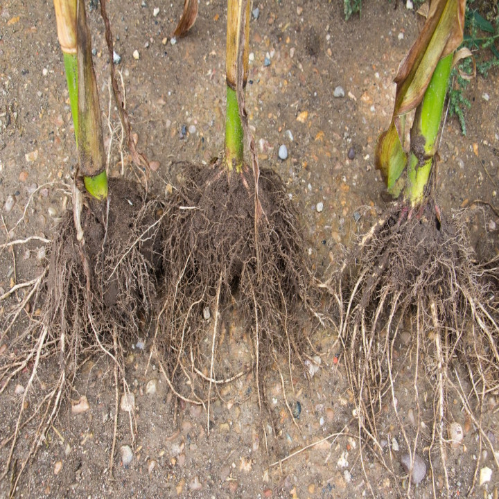 Katyayani Bhumiraja VAM Mycorrhizal Biofertilizer – thumb