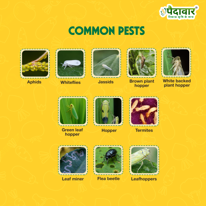 Paidavaar ShieldPro Imidacloprid 17.8% SL Insecticide – thumb