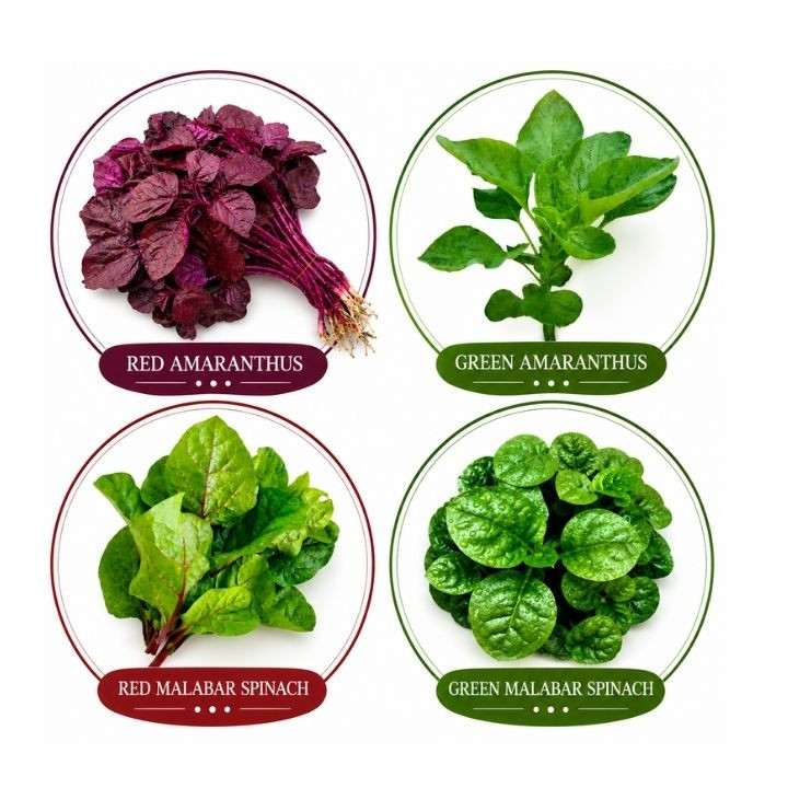 Agri Bazar 4 Varieties Leafy Vegetable Seeds Combo Pack