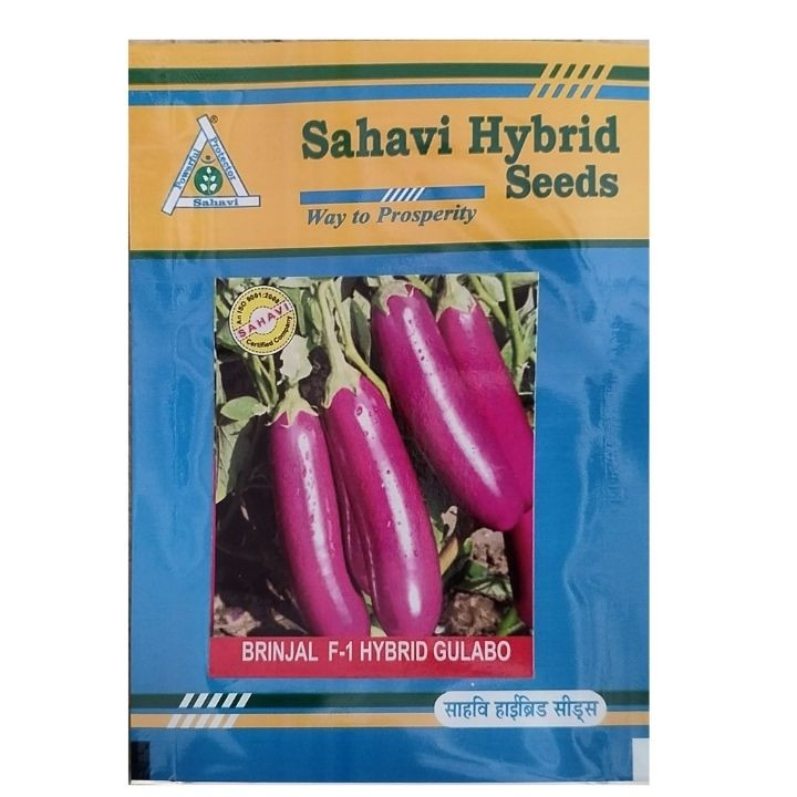 Sahavi Hybrid Brinjal F1 Gulabo Seeds