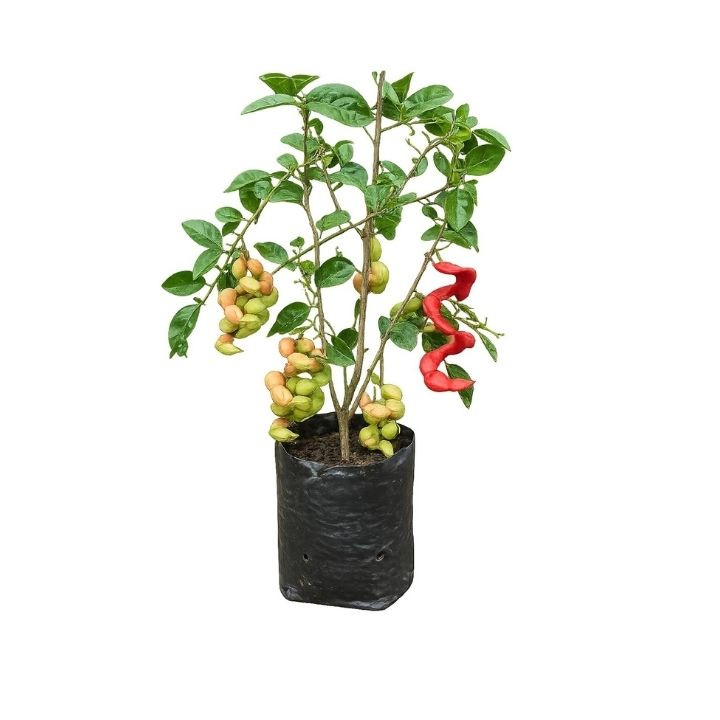 Rookhraj Paudhshala Jungle Jalebi (Ganga Imli) Live Plant