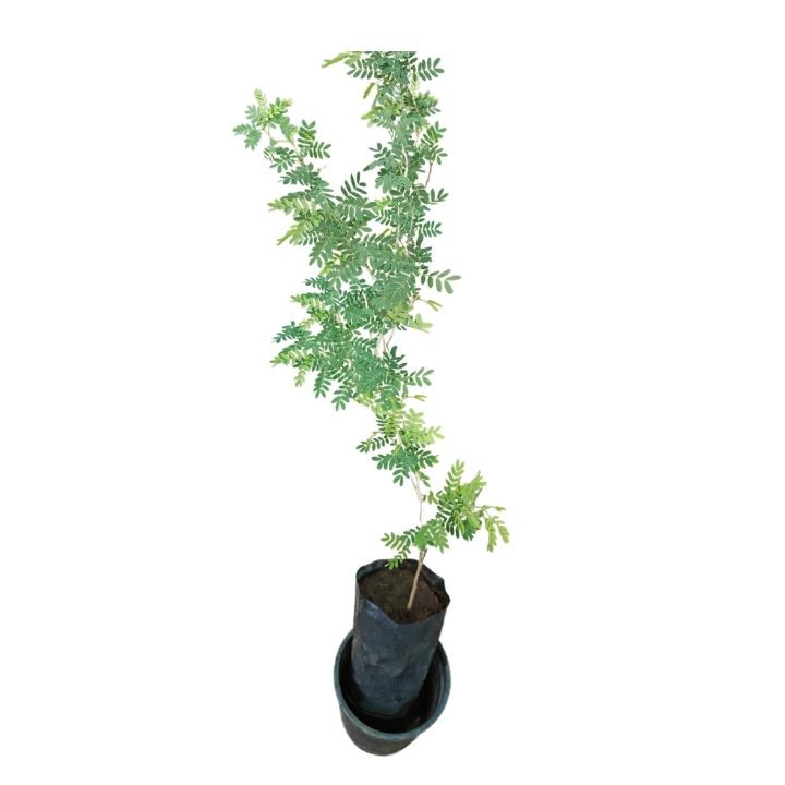 Rookhraj Paudhshala Real Shami Plant (Sangari Wali Khejri)