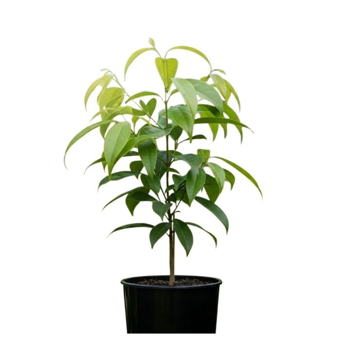 Rookhraj Paudhshala Kapoor Plant