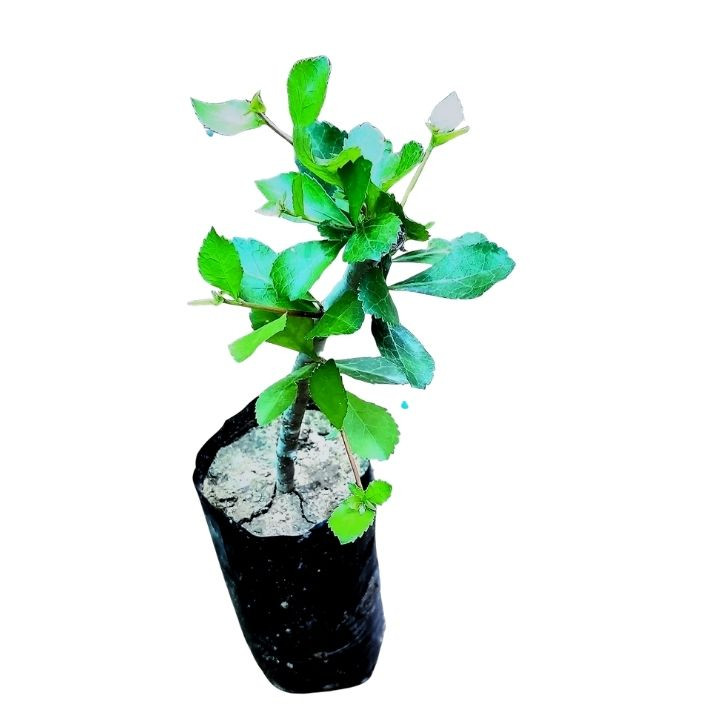 Rookhraj Paudhshala Commiphora Wightii (Guggul) Live Plant
