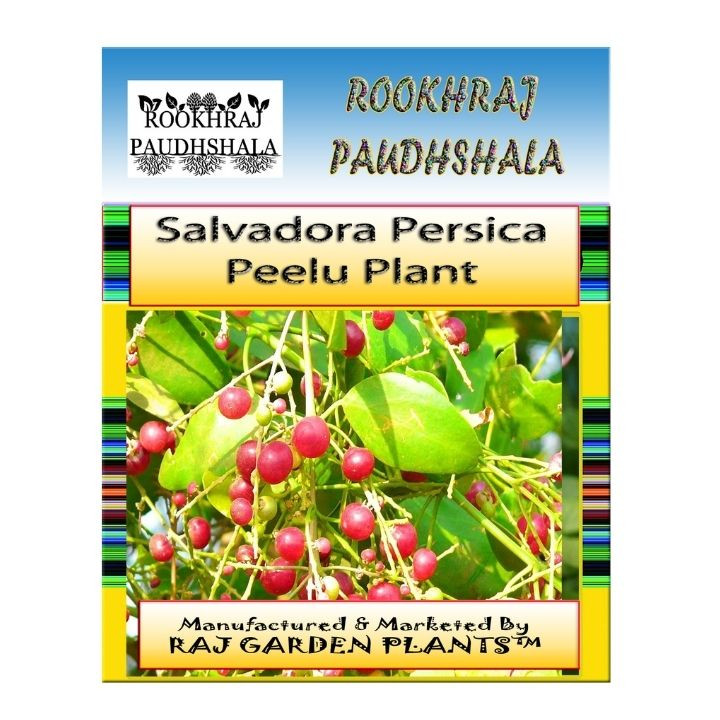 Rookhraj Paudhshala Miswak Plant (Salvadora persica) Live Plant