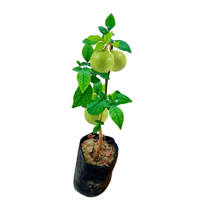Rookhraj Paudhshala Bel Patra Live Plant (Aegle marmelos)