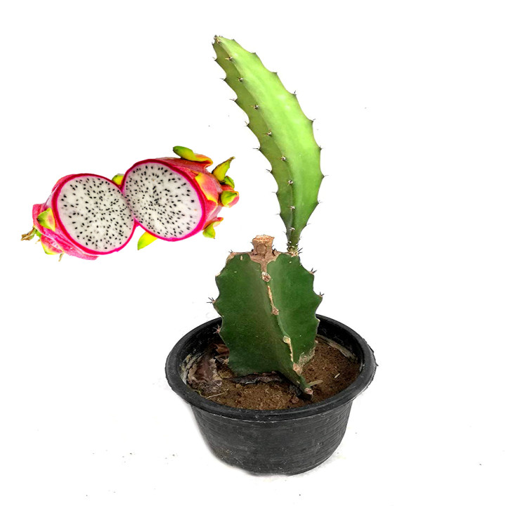 Rookhraj Paudhshala Dragon Fruit Plant (Hylocereus undatus) Live Plant