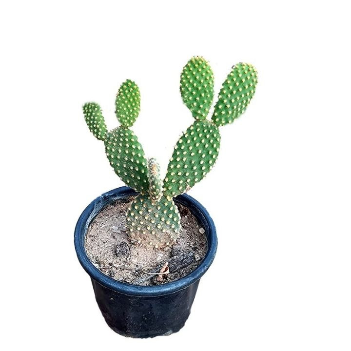 Rookhraj Paudhshala Bunny's Ear Cactus Live Plant (Opuntia Microdasys)