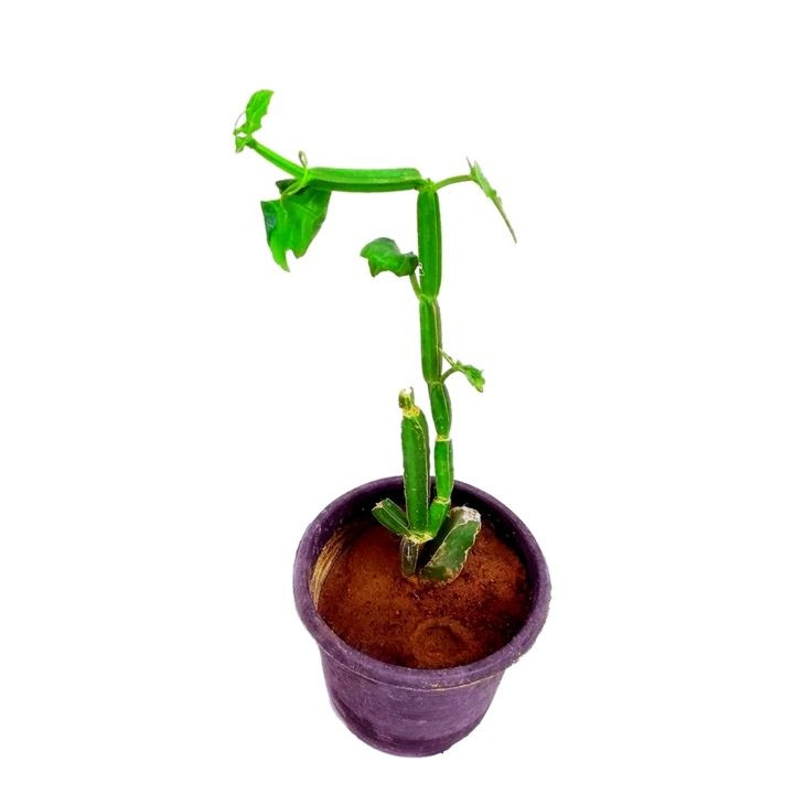 Rookhraj Paudhshala Hadjod Plant (Cissus quadrangularis)