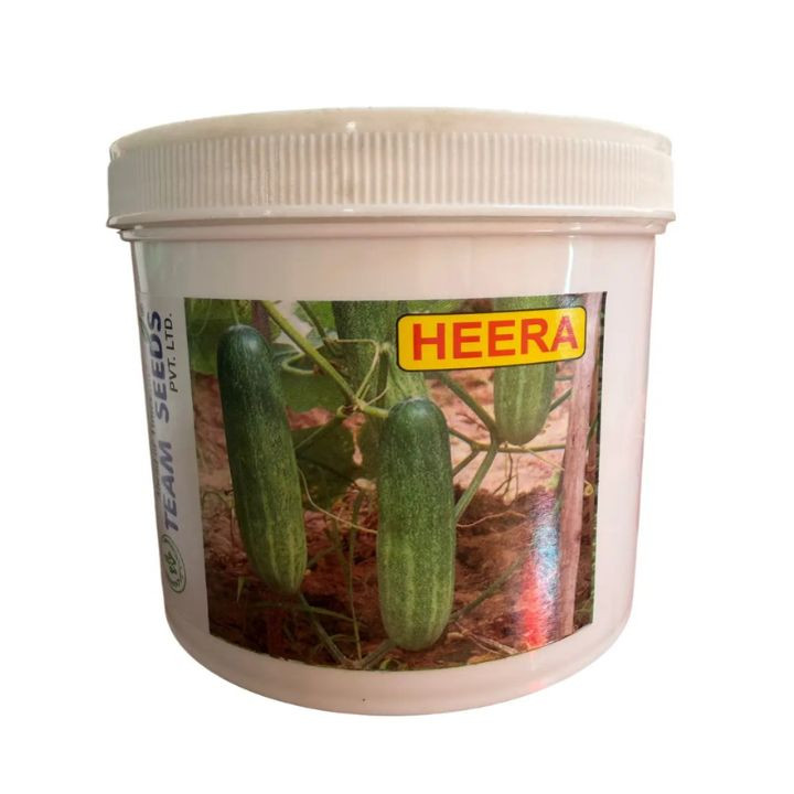 Team Seeds F1 Hybrid Heera Cucumber Seeds