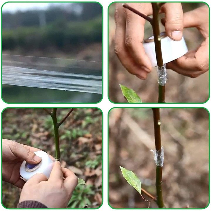 2 Inch x 100 Meter Stretchable Grafting Tape for Plant Grafting (Pack of 2) – thumb