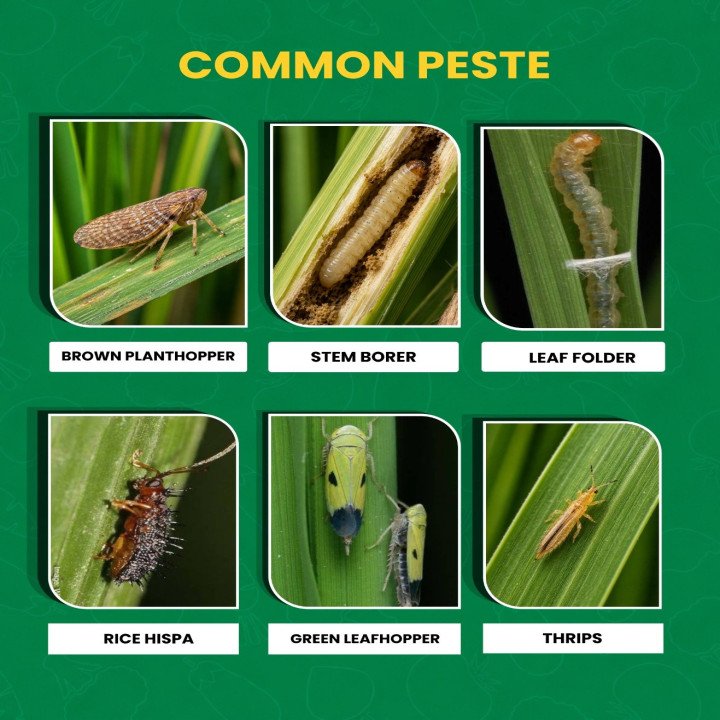 Paidavaar Dhamal Insecticide – Thiamethoxam 1.0% + Chlorantraniliprole 0.5% GR – thumb