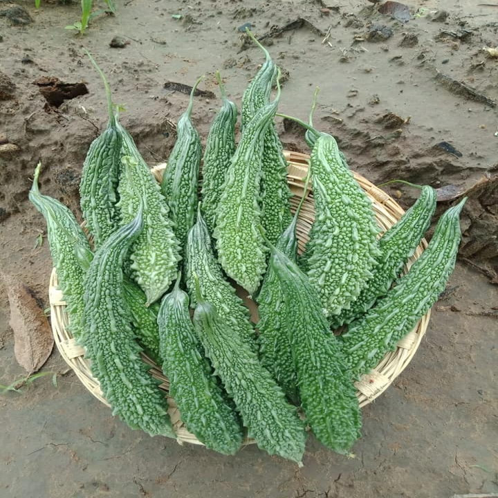 Sagar Sakshi Bitter Gourd Seeds – thumb