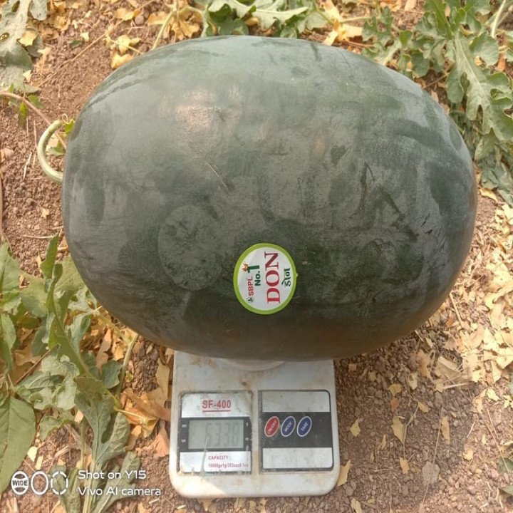 Sagar Don F1 Watermelon Seeds – thumb