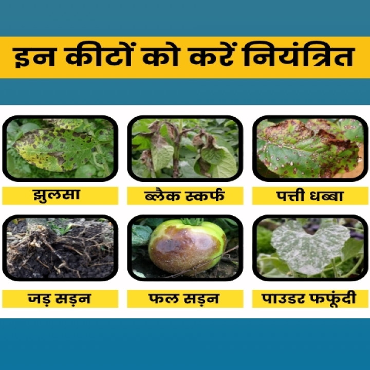 Katyayani Samartha Fungicide- Carbendazim 12 % + Mancozeb 63 % WP – thumb