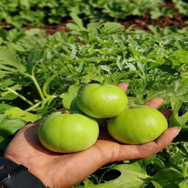 Sagar Naresh F1 Tinda Seeds – thumb