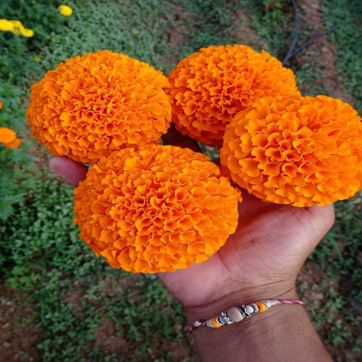 Sagar Royal Orange Marigold Seeds – thumb