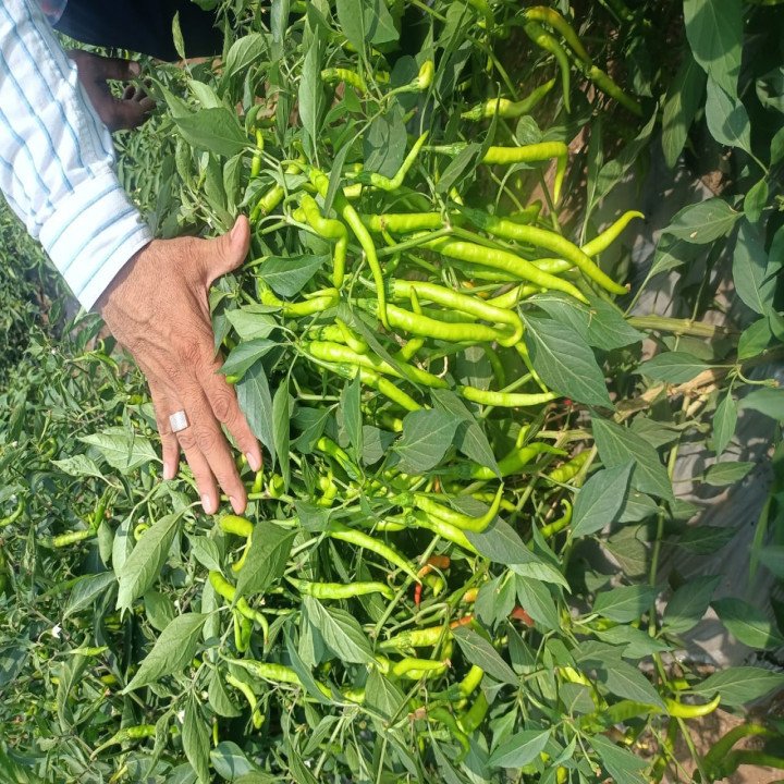Sagar Kalyani Chilli (Mirchi) Seeds – thumb