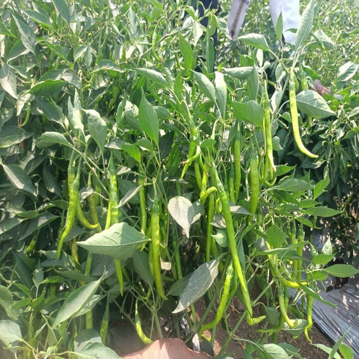 Sagar Kalyani Chilli (Mirchi) Seeds – thumb