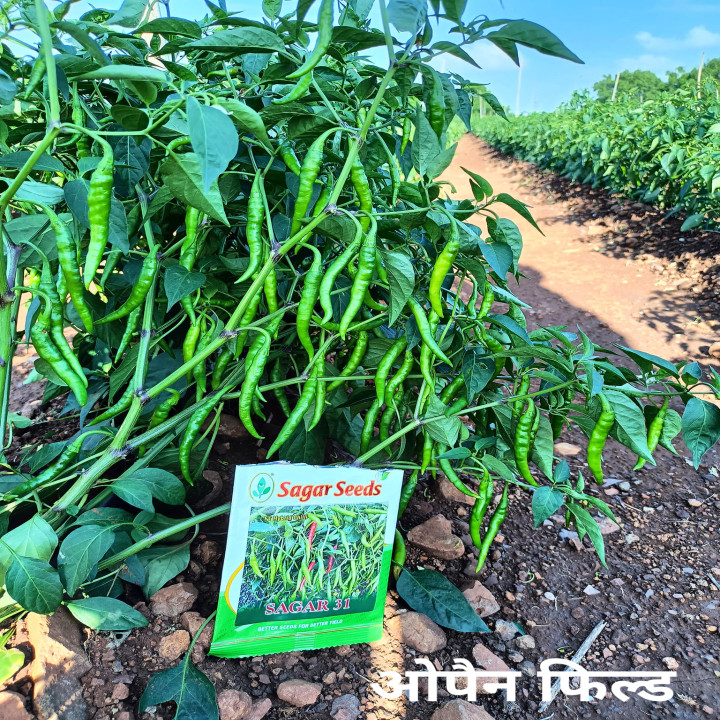 Sagar 31 Chilli (Mirchi) Seeds – thumb