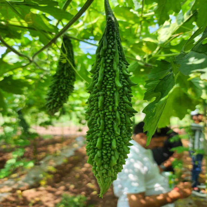 Sagar Sakshi Bitter Gourd Seeds – thumb