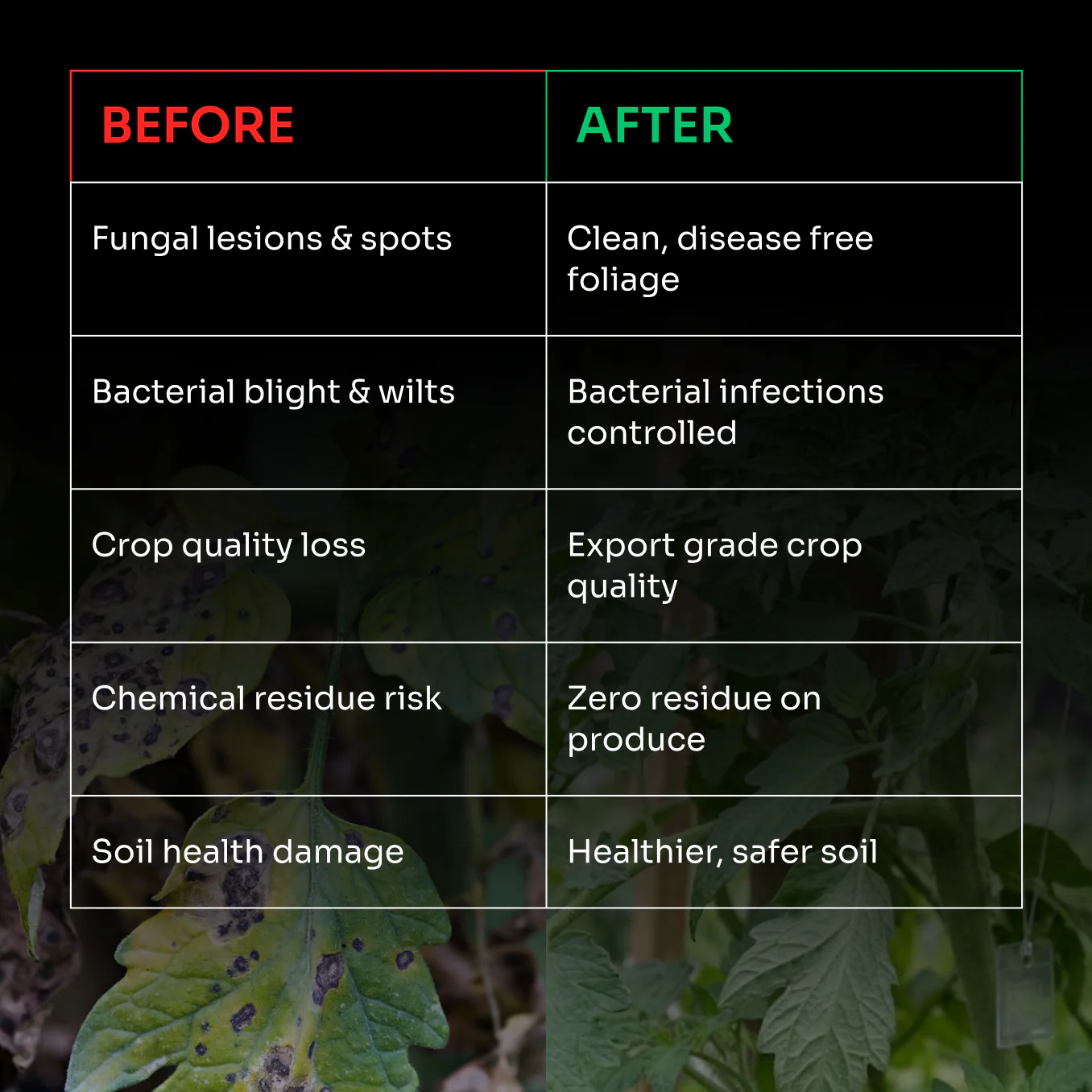 Laccgene Cumacin Organic Foliar Fungicide – thumb