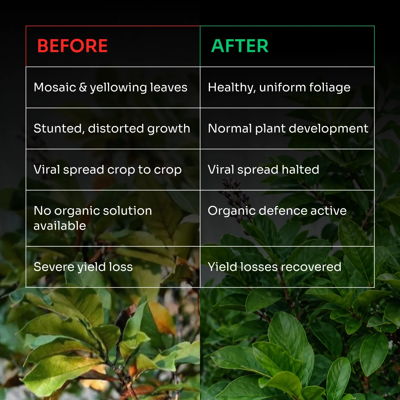 Lacgene Viron Organic Anti-Viral Crop Protection Solution – thumb