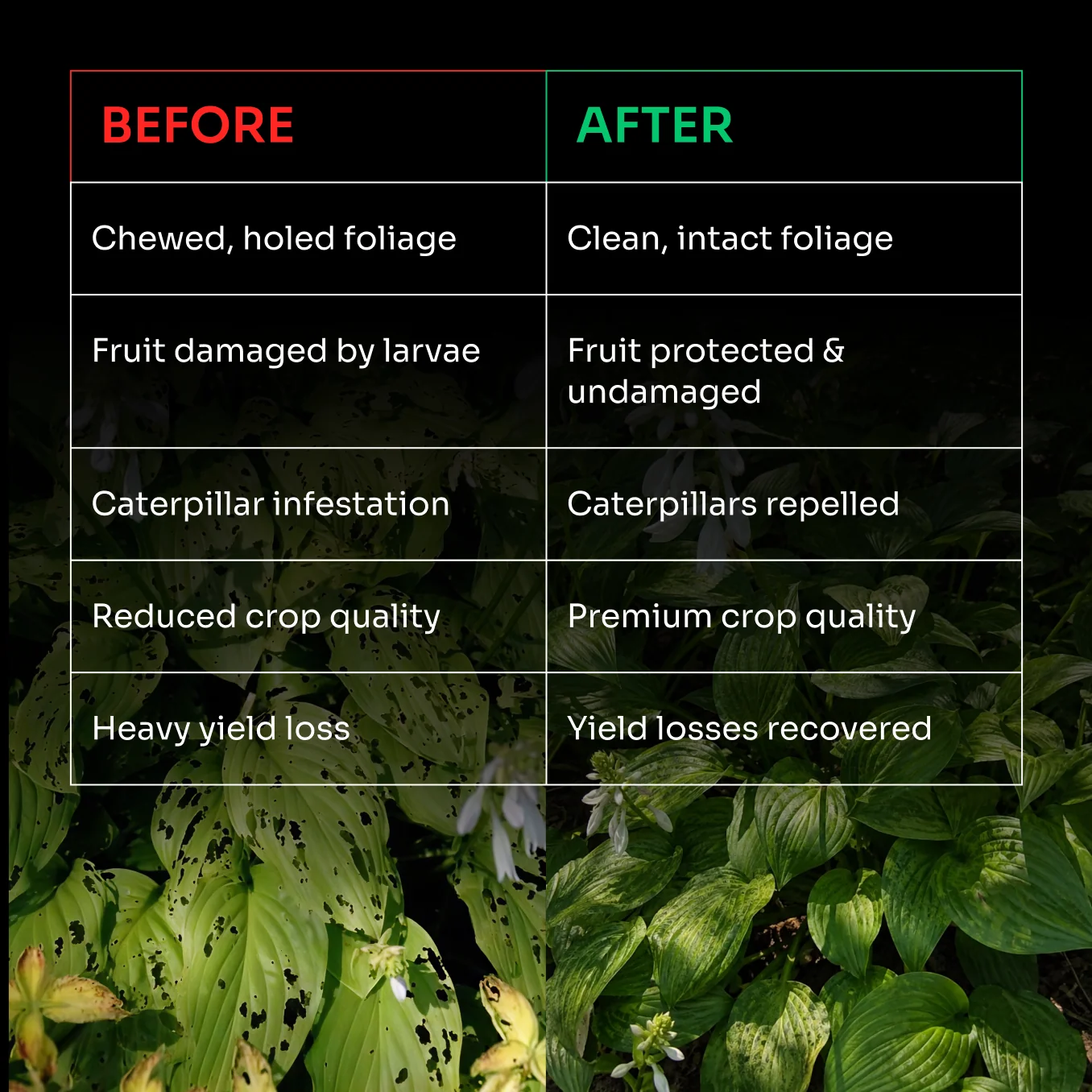 Lacgene Lamour Gold Organic Caterpillar Repellent – thumb