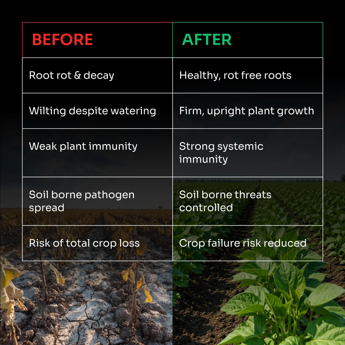 Lacgene Seedar Organic Fungicide cum Bactericide for Root-Rot Management - image 5 of 8