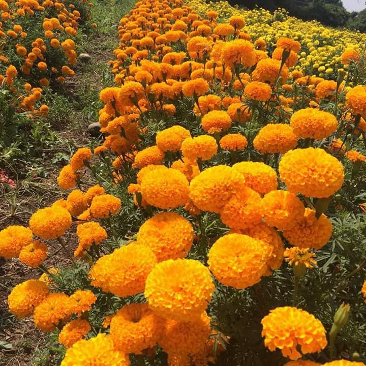 Sagar Royal Orange Marigold Seeds – thumb