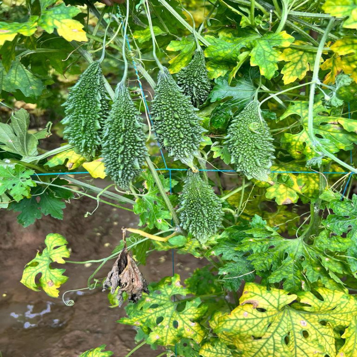 Sagar 305 Bittergourd Seeds – thumb