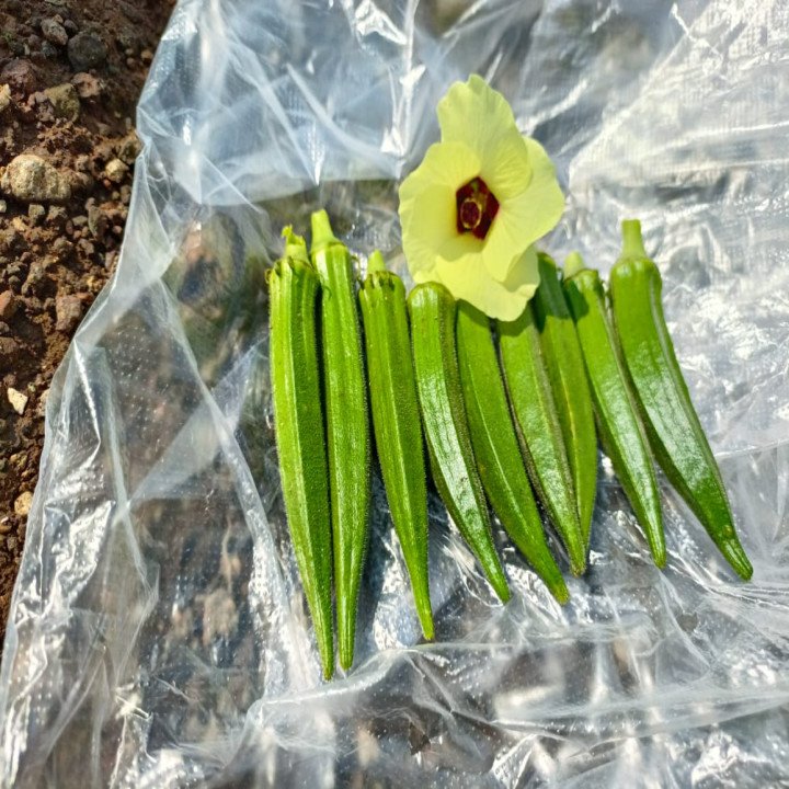 Sagar Ridhima Okra (Bhindi) Seeds – thumb