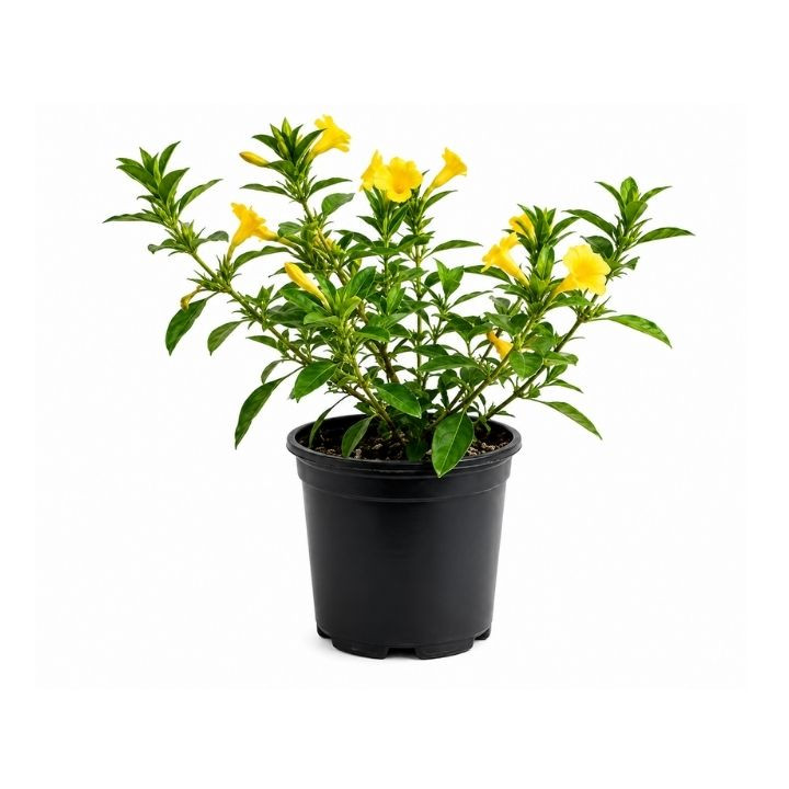 Rookhraj Paudhshala Vajradanti Live Plant